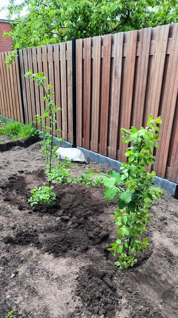 Jonge appelbomen, Ophalen