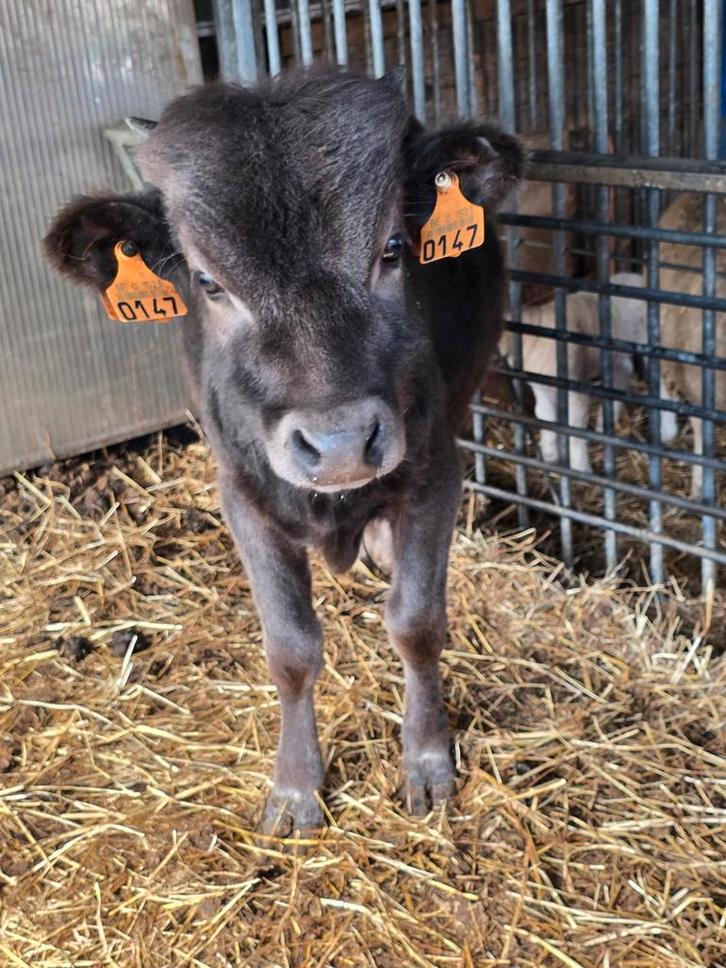 Dexter  Koe / stier, Dieren en Toebehoren, Runderen