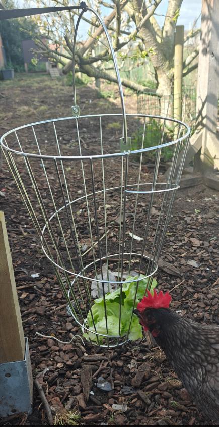 Voederrek / hooiruif voor kippen en konijnen, Ophalen of Verzenden, Nieuw, Kippenhok of Kippenren