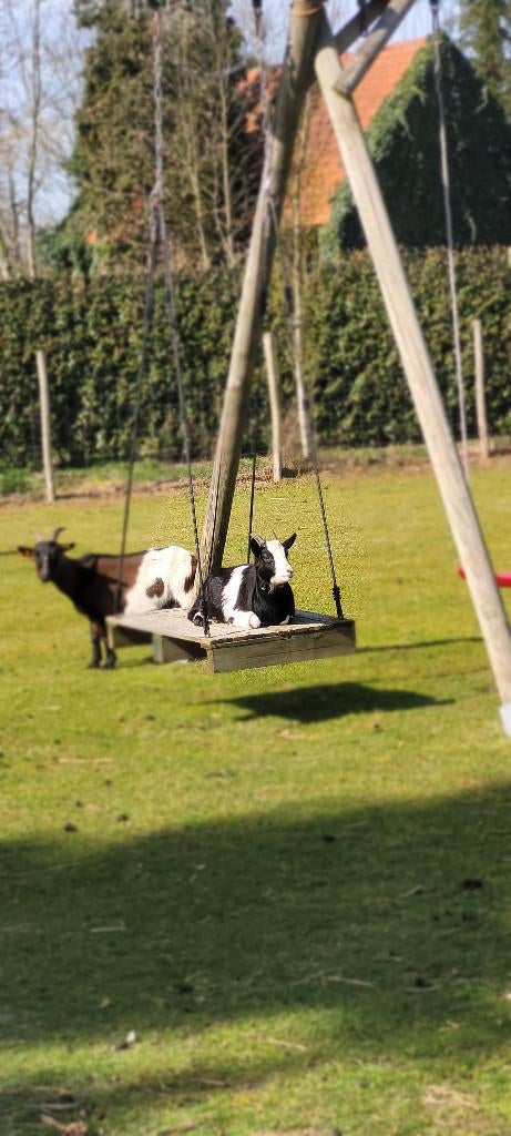 Geiten mieke, Dieren en Toebehoren, Vrouwelijk, Geit, 0 tot 2 jaar
