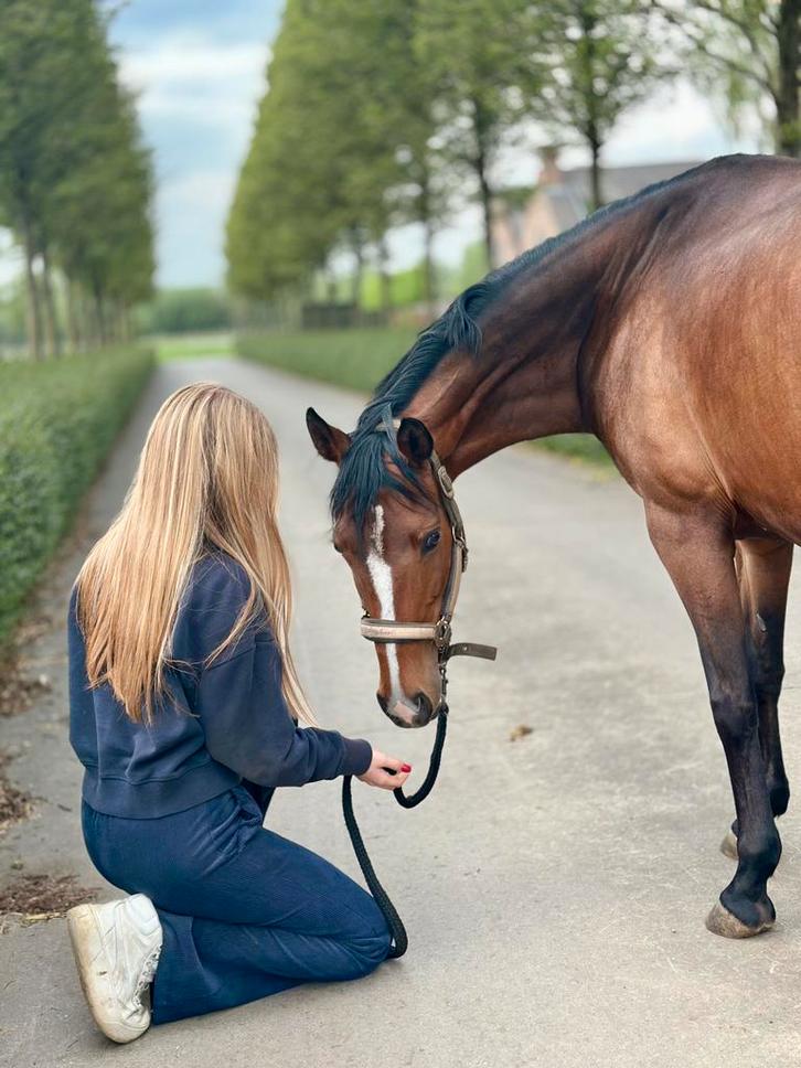Knappe 10 jarige D pony te koop, Dieren en Toebehoren, Paarden en Pony's | Verzorgingsproducten, Zo goed als nieuw, Ophalen of Verzenden