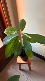 Avocado plant in caspot, Huis en Inrichting, Kamerplanten, Ophalen