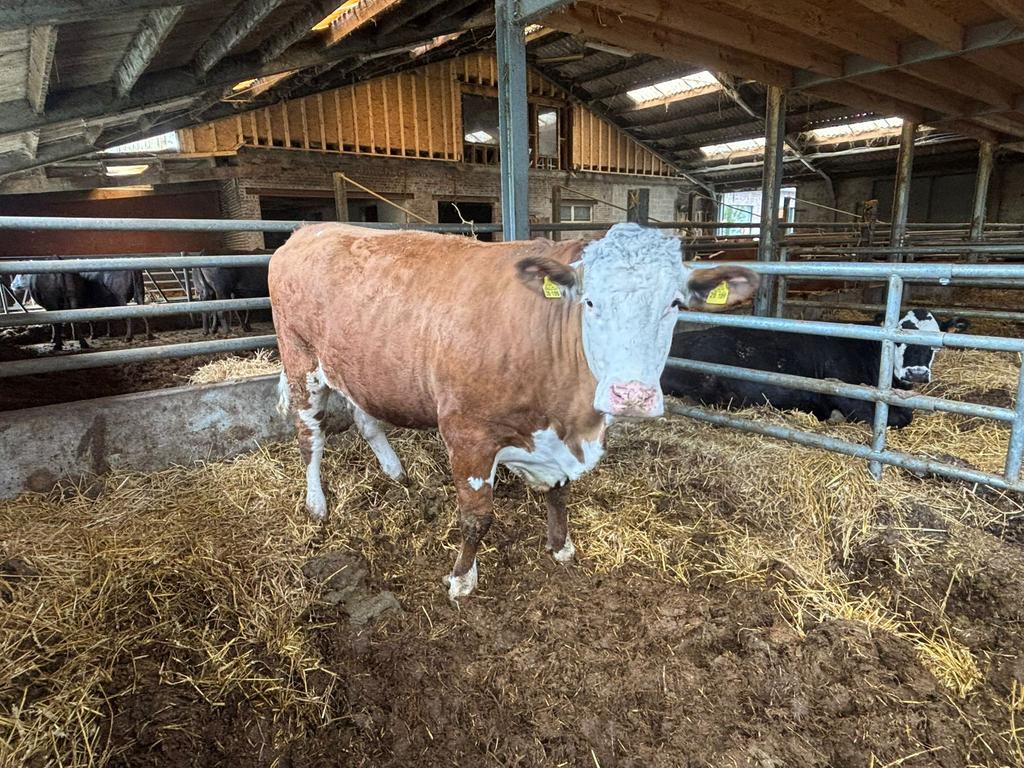 Deutsches Fleckvieh koe van 2023 slachtrijp met afstamming, Dieren en Toebehoren, Runderen, Vrouwelijk, 3 tot 6 jaar