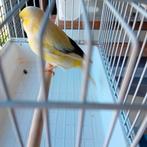 Kanarie man 2024, gloster, Dieren en Toebehoren, Vogels | Kanaries