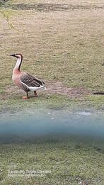 Zwanengans, Mei, Vrouwelijk