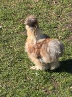 Zijdehoen hanen, Mannelijk, Kip