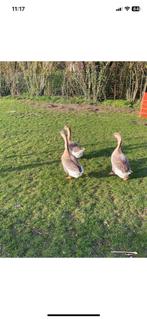 Œufs fécondés, Mâle