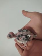 Super tamme baby valkparkiet, Sexe inconnu, Perruche, Domestique