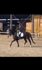 veelbelovende brave 4 j NRPS dressuurmerrie, Dieren en Toebehoren, Merrie, Met stamboom, Dressuurpaard, Zadelmak