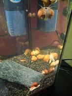 Appelslakken, Enlèvement