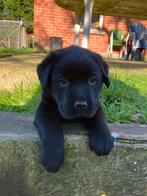 Chiots du Labrador, Chien (mâle), Hépatite contagieuse (maladie de Rubarth), Belgique, 8 à 15 semaines