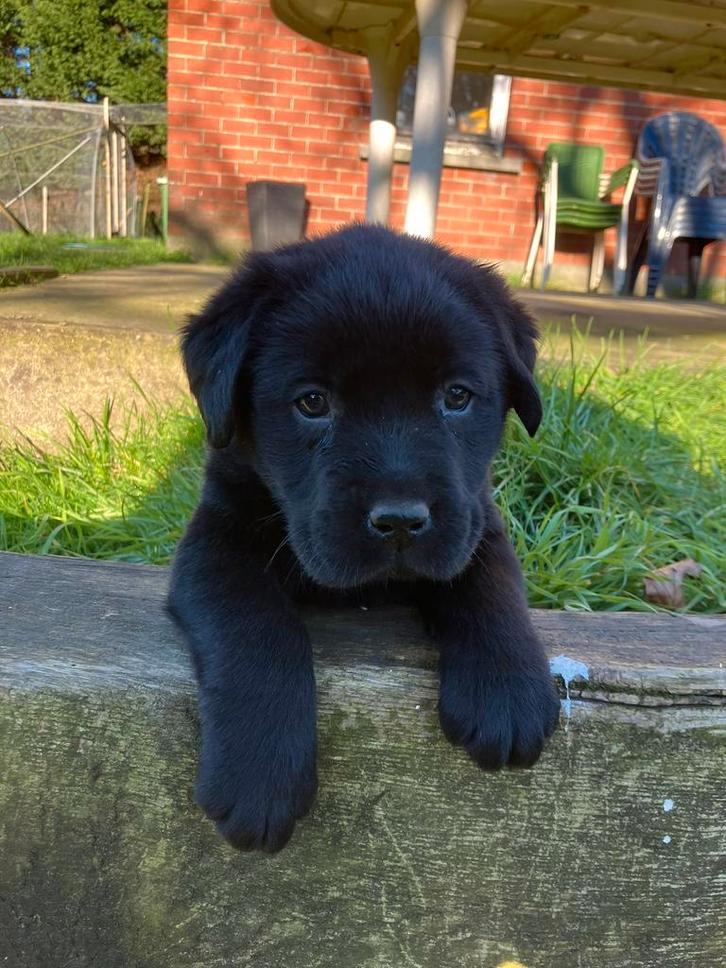 Chiots du Labrador, Animaux & Accessoires, Chiens | Retrievers, Épagneuls & Chiens d'eau, Chien (mâle), Labrador retriever, Éleveur | Loisir
