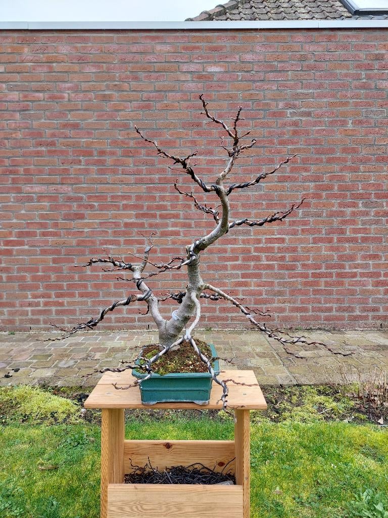 Bonsai - Carpinus betulus, Tuin en Terras, Bloeit niet, Overige soorten, Minder dan 100 cm, Ophalen