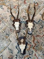 Herten schedel x3, Collections, Collections Animaux, Enlèvement, Comme neuf, Cerf, Crâne