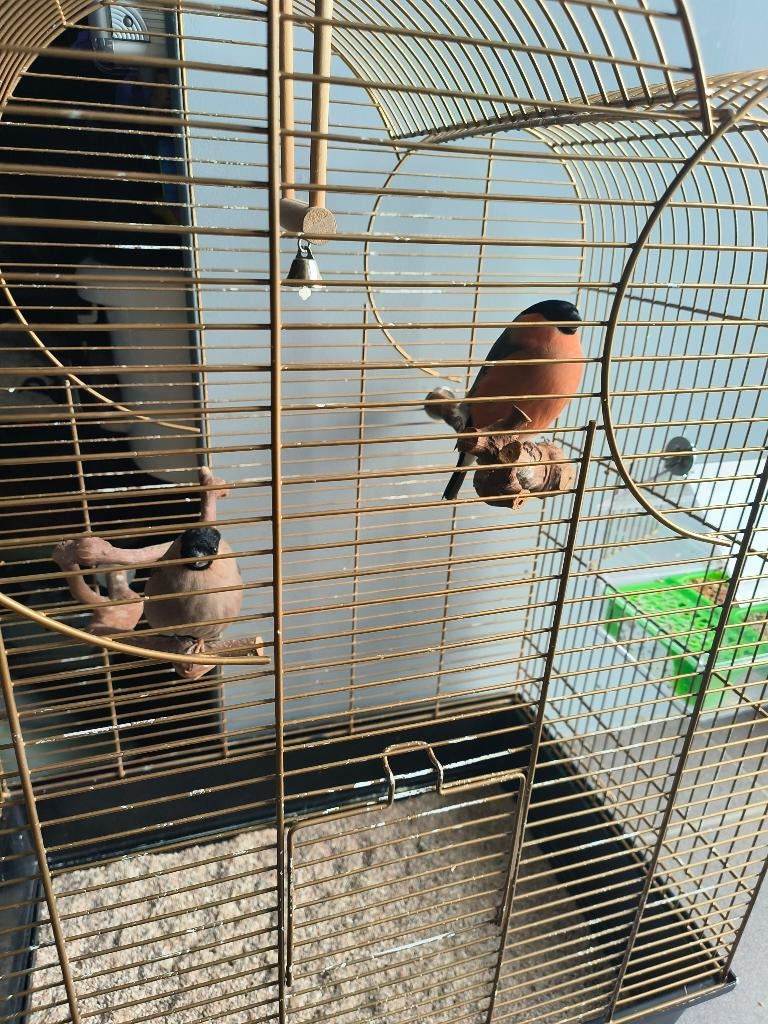 Koppel Noorse goudvink (2025) incl kooi!, Enlèvement