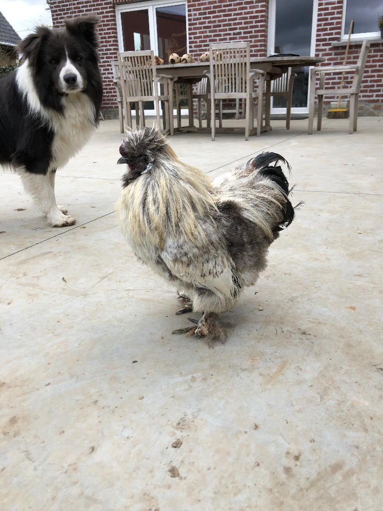 Gratis zijdehoender haan