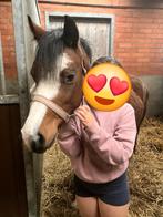 C pony, Merrie, Zadelmak, 3 tot 6 jaar, C pony (1.27m tot 1.37m)