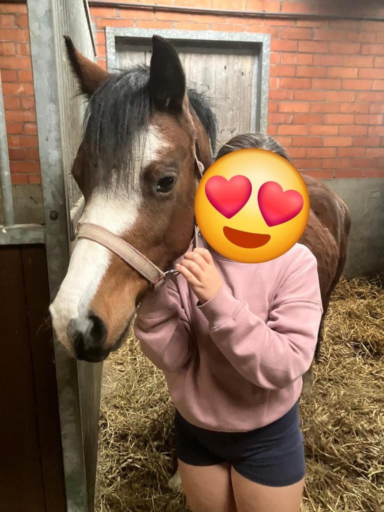 C pony - knuffelpony, Animaux & Accessoires, Poneys, Jument, Débourré, Poney C (1.27 m à 1.37m), Poney de récréation, 3 à 6 ans