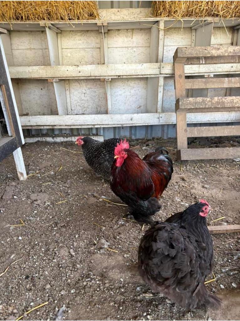 Œufs à éclore, cochin, bébé, Animaux & Accessoires, Sexe inconnu, Poule ou poulet