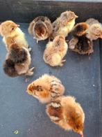 kuikens van brahma  porcelein  groothoen, Geslacht onbekend, Kip