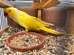 Halsbandparkieten kweekkoppel lutino, Dieren en Toebehoren, Vogels | Parkieten en Papegaaien, Meerdere dieren, Parkiet, Geringd