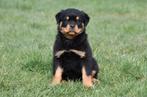 Chiots Rottweiler à vendre - Belges, Plusieurs, Belgique, Plusieurs animaux, 8 à 15 semaines