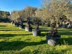 Oude olijfbomen NU UITZOEKEN mooie dikke stam & volle kruin, Tuin en Terras, 100 tot 250 cm, Olijfboom, Zomer, Ophalen