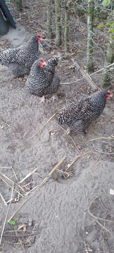 Mechelse koekoek, Animaux & Accessoires, Volatiles, Femelle, Poule ou poulet