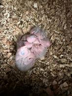 Pyrrhura Molinae (bébé), Animaux & Accessoires, Sexe inconnu, Perruche, Parleur