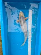 Asagi Japanse koi 65-70 cm