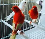 Rode witvleugel - man - prachtige kanarie !!!, Dieren en Toebehoren, Vogels | Kanaries