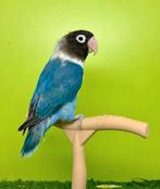 Femelle personata avec sexage ADN, Dieren en Toebehoren, Vrouwelijk