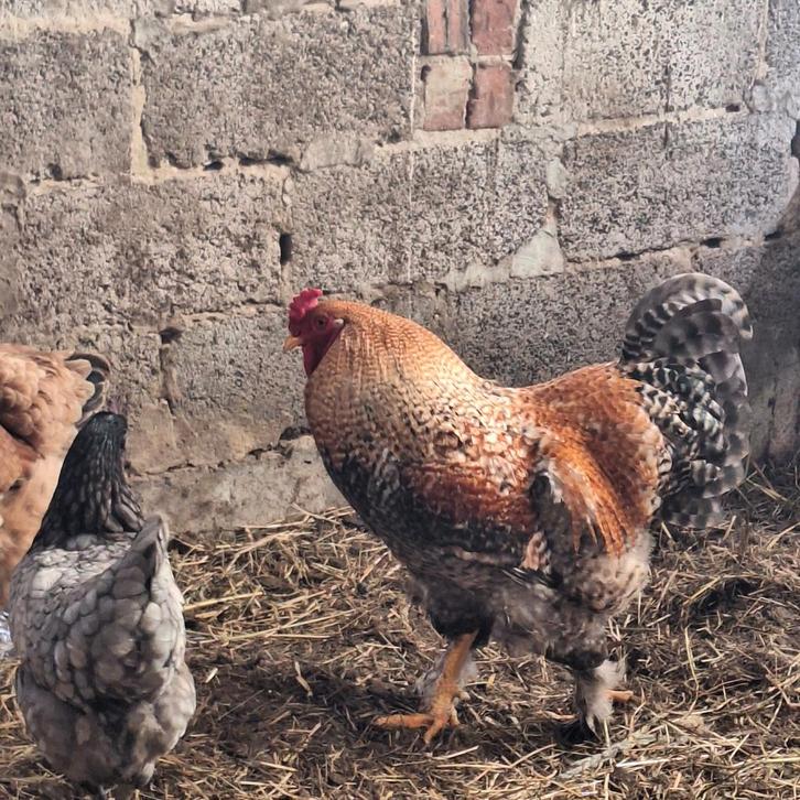 Haan, Animaux & Accessoires, Volatiles