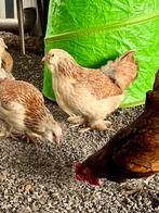 Faverolles krielen, Dieren en Toebehoren