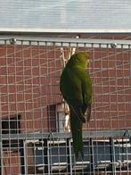 Kakariki man, Geringd