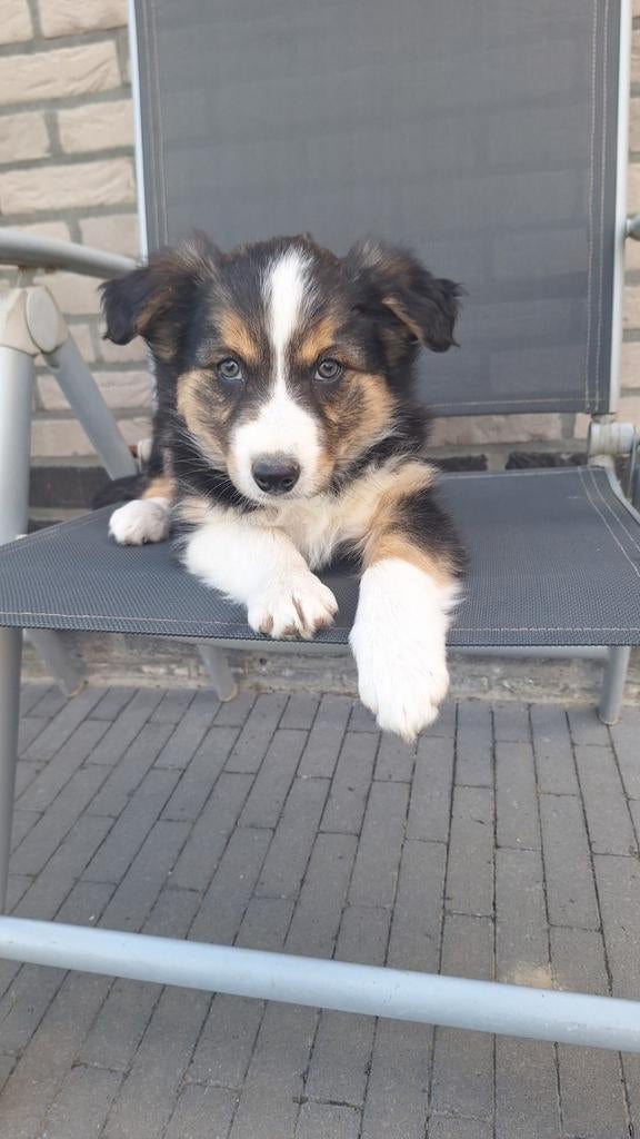 Super lieve actieve Border Collie pups, Dieren en Toebehoren, Honden | Herdershonden en Veedrijvers, Meerdere dieren, Collie, Fokker | Hobbymatig