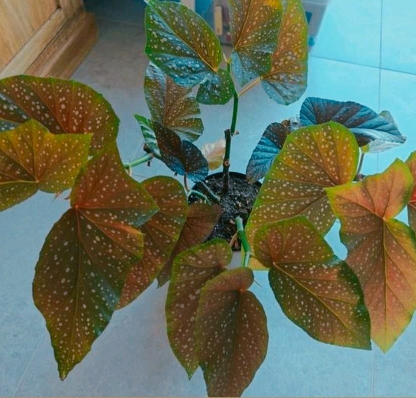 Grote begonia coralina kamerplant, Huis en Inrichting, Kamerplanten, Ophalen