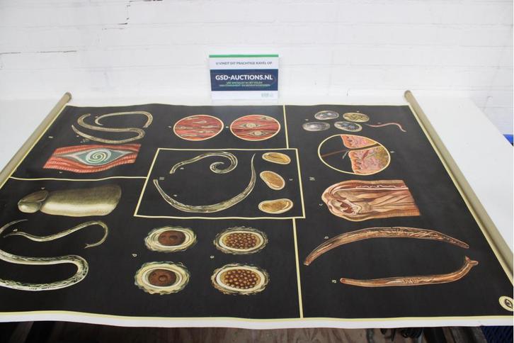 Vintage Anatomische Kaart over Darm Parasieten, Verzamelen, Retro