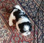 Chiots Shih Tzu, Belgique, Plusieurs, Hépatite contagieuse (maladie de Rubarth), Chienne
