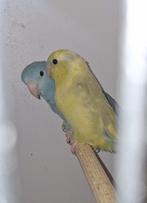 Forpus koppel, Dieren en Toebehoren, Vogels | Parkieten en Papegaaien, Geringd