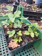 Engelwortel p9, Ophalen