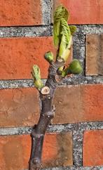 Figuier 'BROWN TURKEY' Ficus Carica 1v5, Jardin & Terrasse, Figuier, En pot, Plein soleil, Moins de 100 cm