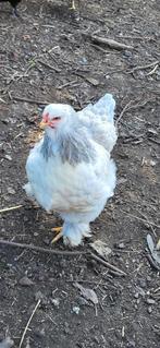 Jeune Poule bramha, Dieren en Toebehoren, Pluimvee