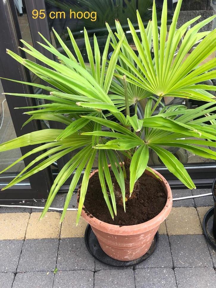Trachycarpus fortunei palmbomen, Tuin en Terras, Planten | Bomen, Palmboom, Minder dan 100 cm, Volle zon, Zomer, In pot, Ophalen