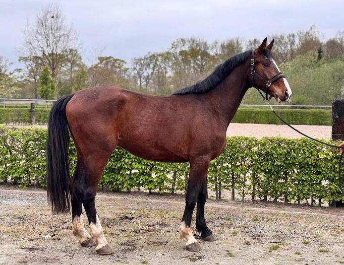 2 3jarige ruinen, Dieren en Toebehoren, Springpaard, Met stamboom, Ruin, 3 tot 6 jaar