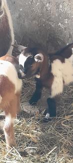 Super tam mieke met lammetjes, Plusieurs animaux, Chèvre