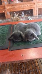 Nederlands hangoortjes minilops te koop 9weken, Dieren en Toebehoren