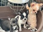 Chihuahua pups, 8 à 15 semaines, Éleveur | Loisir, Un chien, Chihuahua