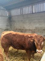 Limousin horenlozen en met horens dekstieren te koop, Mâle