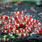 caridina garnaal crystal red, Dieren en Toebehoren, Vissen | Aquariumvissen, Kreeft, Krab of Garnaal, Zoetwatervis